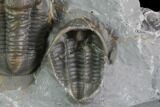 Two Nice Proetid Trilobites (One Ventral) - Jorf, Morocco #89286-6